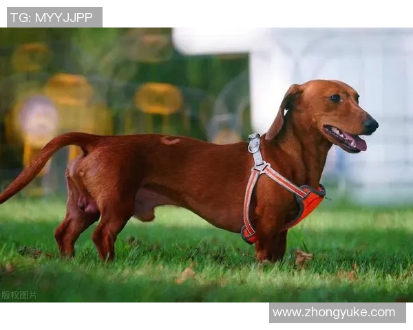 足球巨星宠物狗大揭秘他们最爱的犬种和养狗故事 足球巨星宠物狗大揭秘他们最爱的犬种和养狗故事